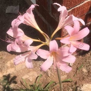 Meet your Posher, Jerry jeraldine